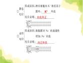 人教版高中生物选择性必修1第2章第3节神经冲动的产生和传导课件