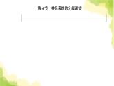 人教版高中生物选择性必修1第2章第4节神经系统的分级调节课件