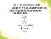 人教版高中生物选择性必修1第2章第4节神经系统的分级调节课件