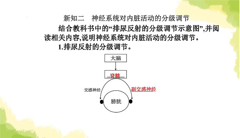 人教版高中生物选择性必修1第2章第4节神经系统的分级调节课件05