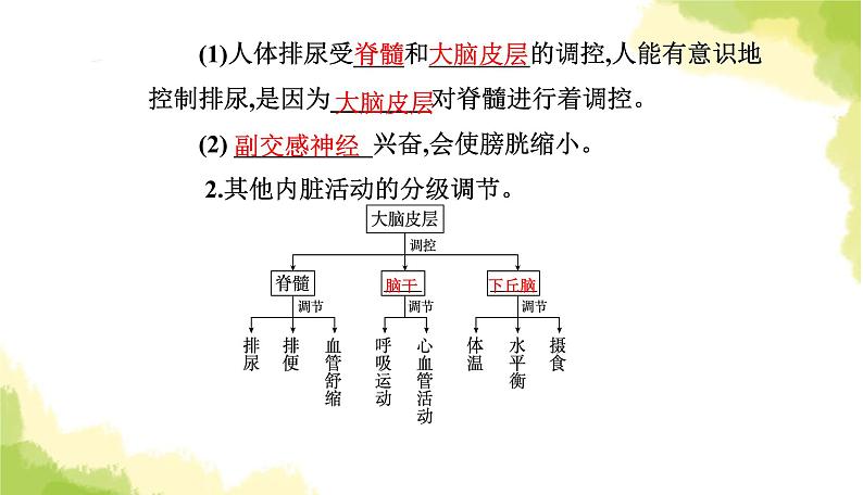 人教版高中生物选择性必修1第2章第4节神经系统的分级调节课件06