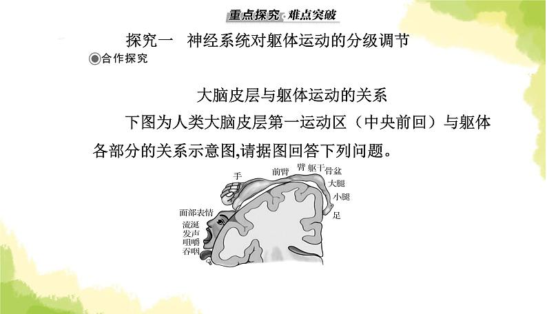 人教版高中生物选择性必修1第2章第4节神经系统的分级调节课件07