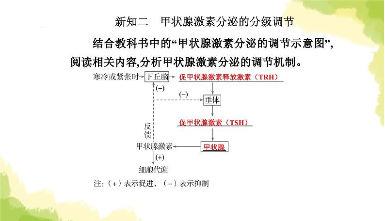 人教版高中生物选择性必修1第3章第2节激素调节的过程课件07