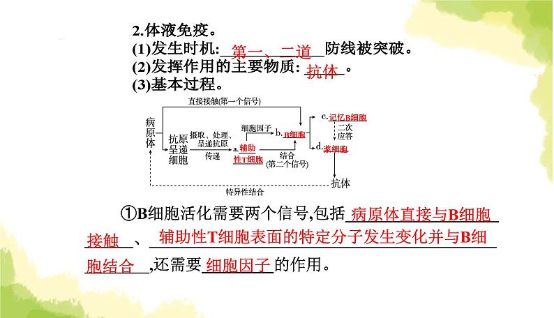 人教版高中生物选择性必修1第4章第2节特异性免疫课件05