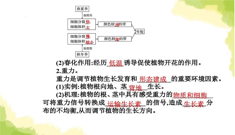 人教版高中生物选择性必修1第5章第4节环境因素参与调节植物的生命活动课件第7页