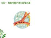 浙教版2019高二生物选择性必修1  1.1人体细胞生活在内环境中 课件
