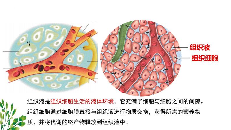 浙教版2019高二生物选择性必修1  1.1人体细胞生活在内环境中 课件05