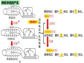 浙教版2019高二生物选择性必修1  2.2神经冲动的产生和传导 课件
