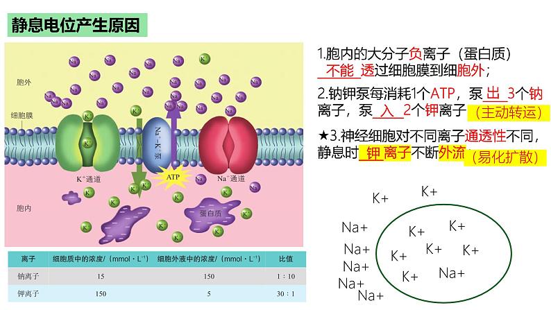 浙教版2019高二生物选择性必修1  2.2神经冲动的产生和传导 课件第5页