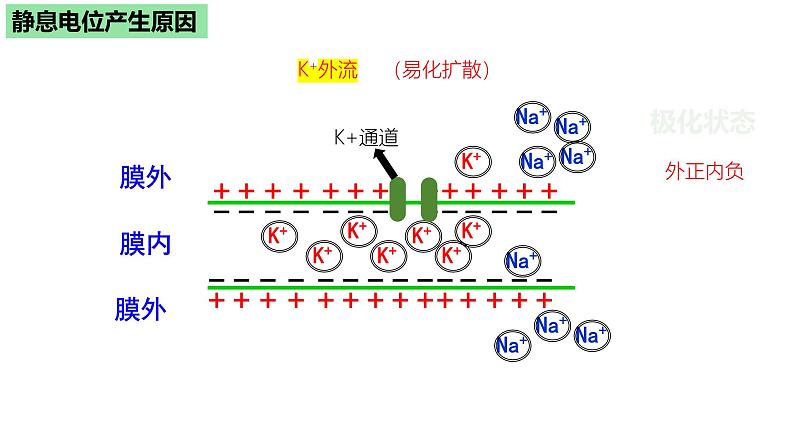 浙教版2019高二生物选择性必修1  2.2神经冲动的产生和传导 课件第6页