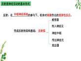 浙教版2019高二生物选择性必修1  2.3人体通过神经调节对刺激做出反应 课件