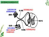 浙教版2019高二生物选择性必修1  2.3人体通过神经调节对刺激做出反应 课件