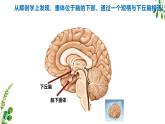浙教版2019高二生物选择性必修1  3.2神经系统通过下丘脑控制内分泌系统 课件
