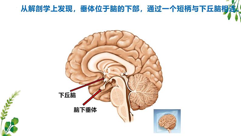 浙教版2019高二生物选择性必修1  3.2神经系统通过下丘脑控制内分泌系统 课件04