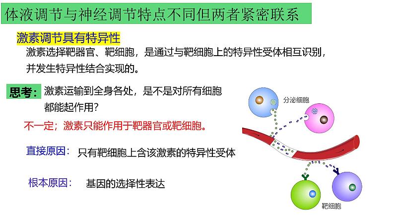 浙教版2019高二生物选择性必修1  3.4体液调节和神经调节共同维持机体的稳态 课件07