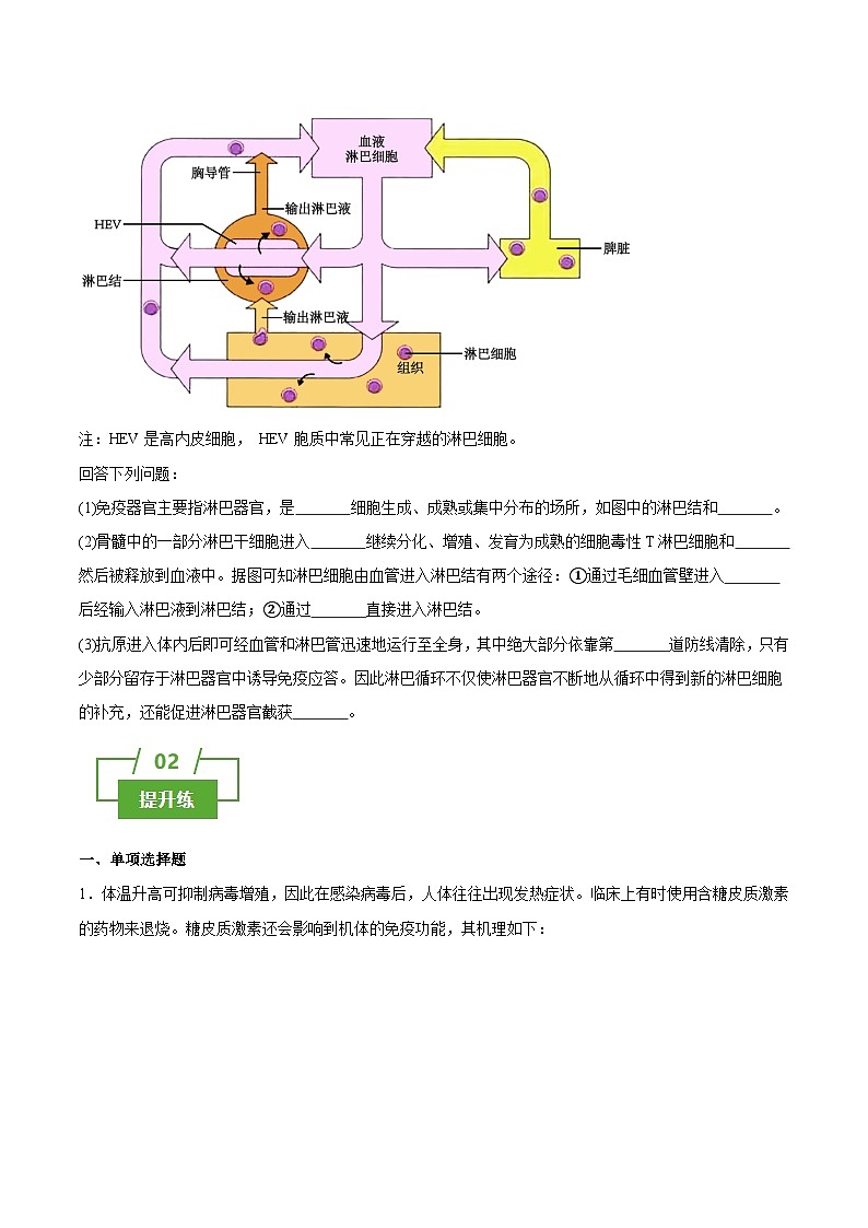 浙教版2019高二生物选择性必修1  4.2人体通过非特异性免疫对抗病原体 分层练习03