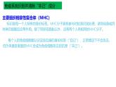 浙教版2019高二生物选择性必修1  第四章免疫调节 章末复习课件