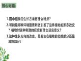 浙教版2019高二生物选择性必修1  5.1生长素的发现开启了人们对植物激素调节的探索 课件