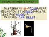 浙教版2019高二生物选择性必修1  5.3植物对多种环境信号做出反应) 课件