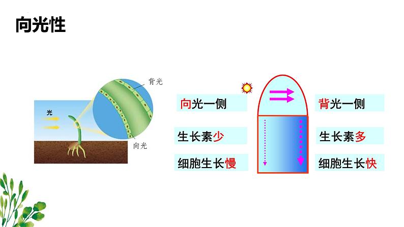 浙教版2019高二生物选择性必修1  5.3植物对多种环境信号做出反应) 课件04