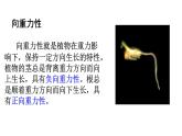 浙教版2019高二生物选择性必修1  5.3植物对多种环境信号做出反应) 课件