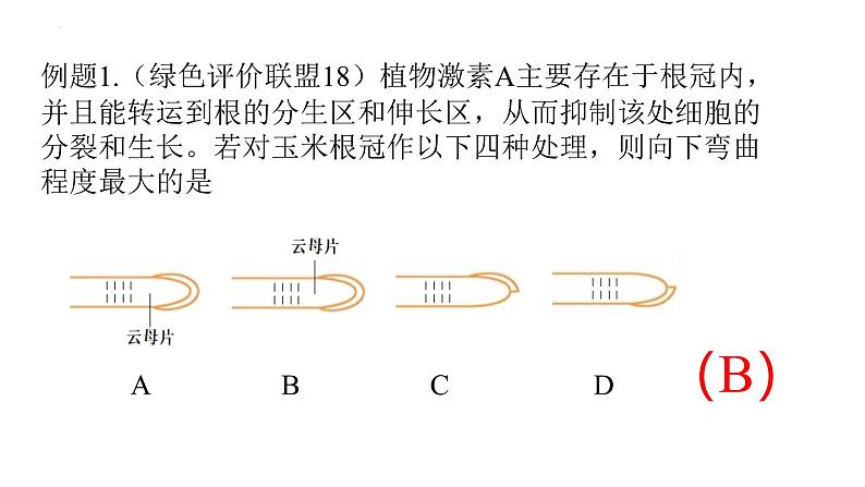 浙教版2019高二生物选择性必修1  5.3植物对多种环境信号做出反应) 课件06