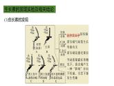 浙教版2019高二生物选择性必修1  第五章植物生命活动的调节 章末复习课件