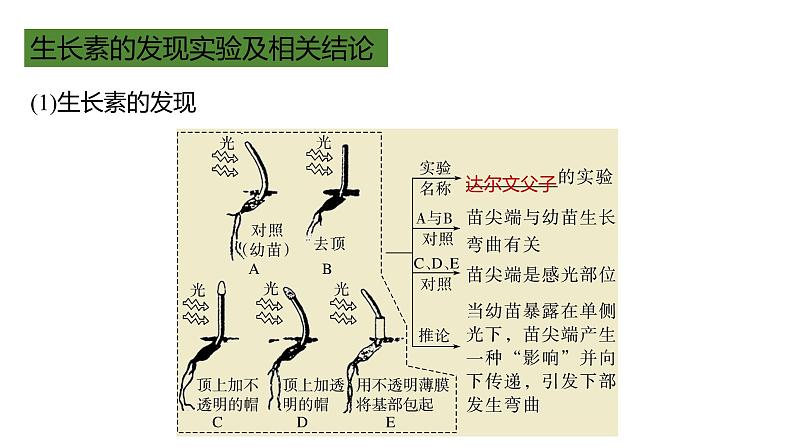 浙教版2019高二生物选择性必修1  第五章植物生命活动的调节 章末复习课件04