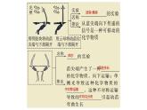 浙教版2019高二生物选择性必修1  第五章植物生命活动的调节 章末复习课件