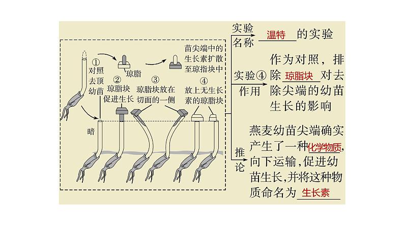 浙教版2019高二生物选择性必修1  第五章植物生命活动的调节 章末复习课件06