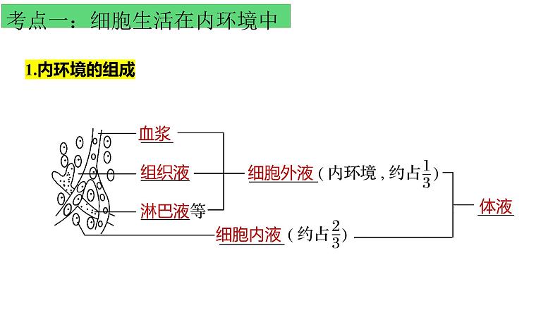 浙教版2019高二生物选择性必修1  第一章内环境与稳态 章末复习课件02