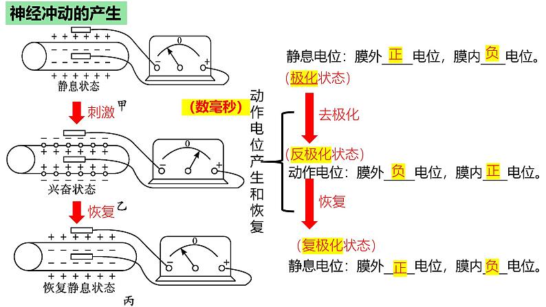 浙教版2019高二生物选择性必修1  2.2神经冲动的产生和传导 课件第4页