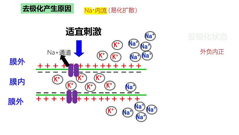 浙教版2019高二生物选择性必修1  2.2神经冲动的产生和传导 课件第7页