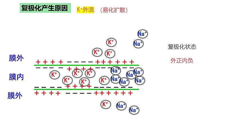 浙教版2019高二生物选择性必修1  2.2神经冲动的产生和传导 课件第8页