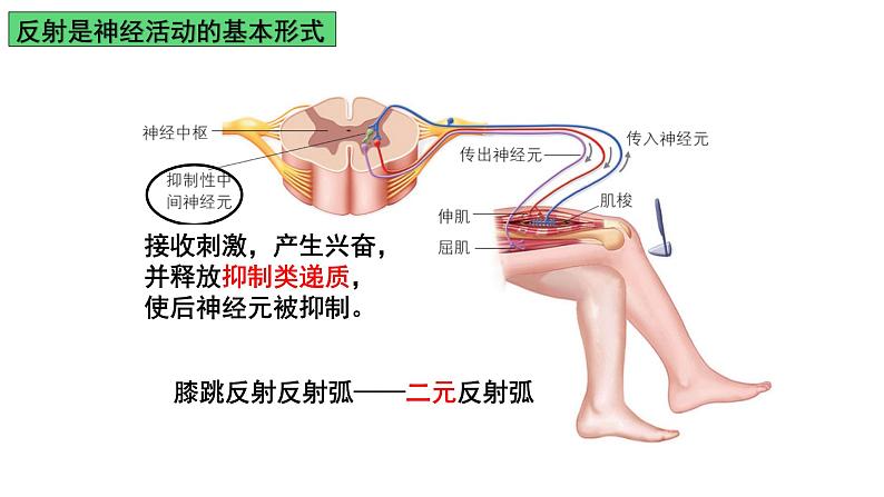 浙教版2019高二生物选择性必修1  2.3人体通过神经调节对刺激做出反应 课件第8页