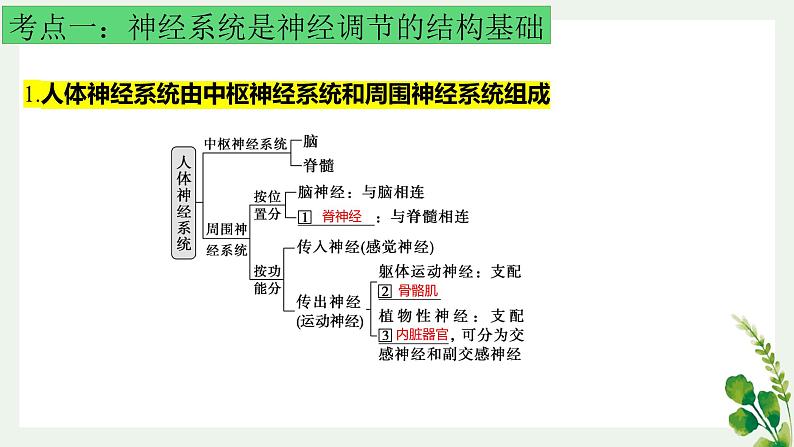 浙教版2019高二生物选择性必修1  第二章神经调节 章末复习课件02