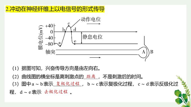 浙教版2019高二生物选择性必修1  第二章神经调节 章末复习课件07