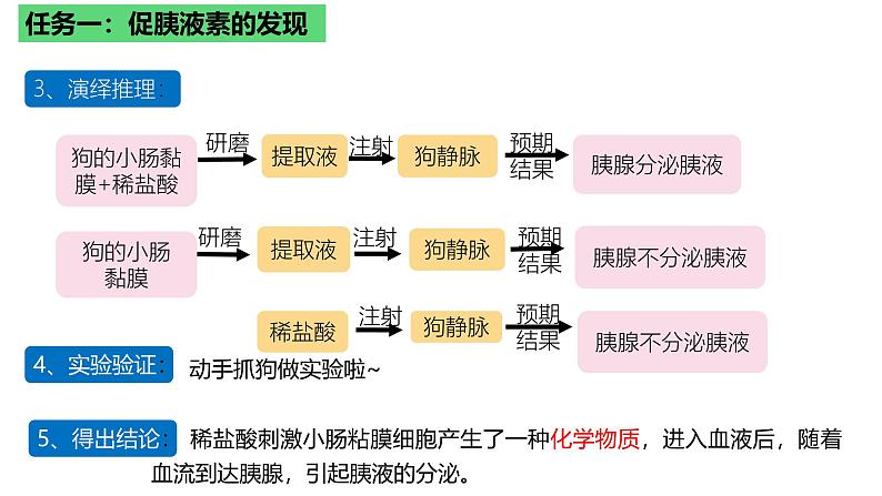 浙教版2019高二生物选择性必修1  3.1体液调节是通过化学信号实现的调节 课件06