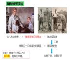 浙教版2019高二生物选择性必修1  3.3激素调节身体多种机能 课件