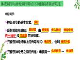 浙教版2019高二生物选择性必修1  3.4体液调节和神经调节共同维持机体的稳态 课件