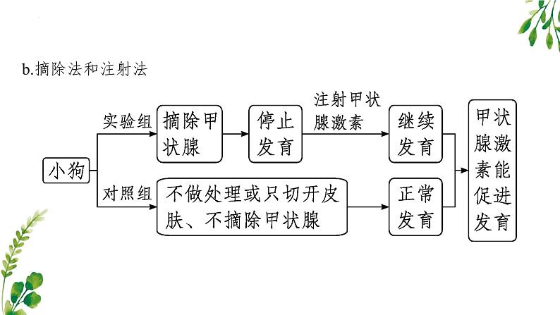 浙教版2019高二生物选择性必修1  第三章体液调节 章末复习课件05