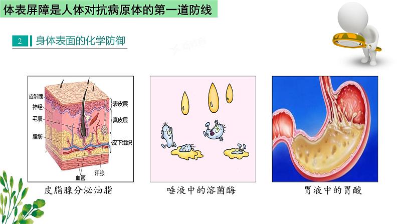 浙教版2019高二生物选择性必修1  4.2人体通过非特异性免疫对抗病原体 课件05