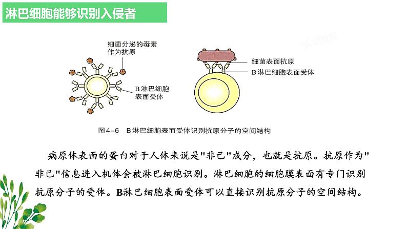 浙教版2019高二生物选择性必修1  4.3人体通过特异性免疫对抗病原体 课件06