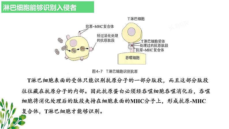 浙教版2019高二生物选择性必修1  4.3人体通过特异性免疫对抗病原体 课件07