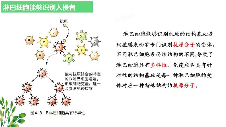 浙教版2019高二生物选择性必修1  4.3人体通过特异性免疫对抗病原体 课件08