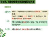 浙教版2019高二生物选择性必修1  5.2植物激素调节植物生命活动 课件