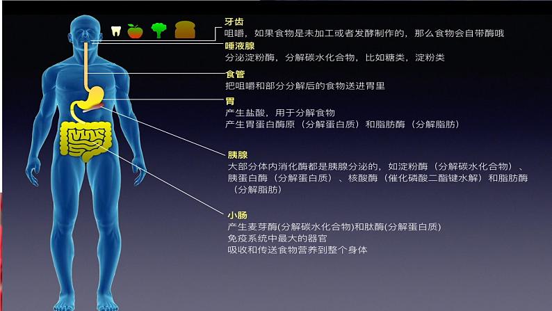 浙科版2019高一生物必修一 1.2生物大分子以碳链为骨架（第2课时蛋白质） 课件05