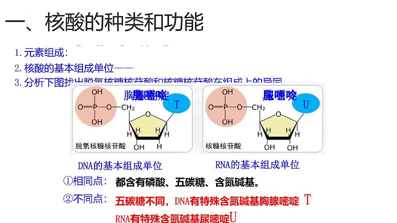 浙科版2019高一生物必修一 1.2生物大分子以碳链为骨架（第3课时核酸、三大有机物检测） 课件02