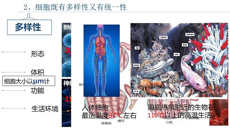 浙科版2019高一生物必修一 2.1细胞是生命的单位 课件06