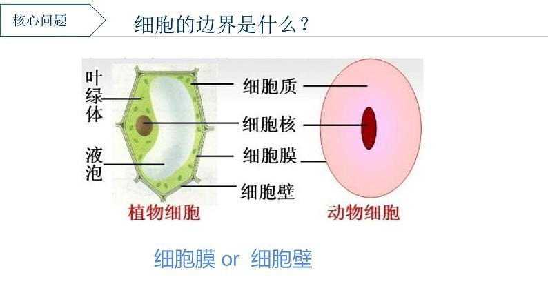 浙科版2019高一生物必修一 2.2细胞膜控制细胞与周围环境的联系 课件02